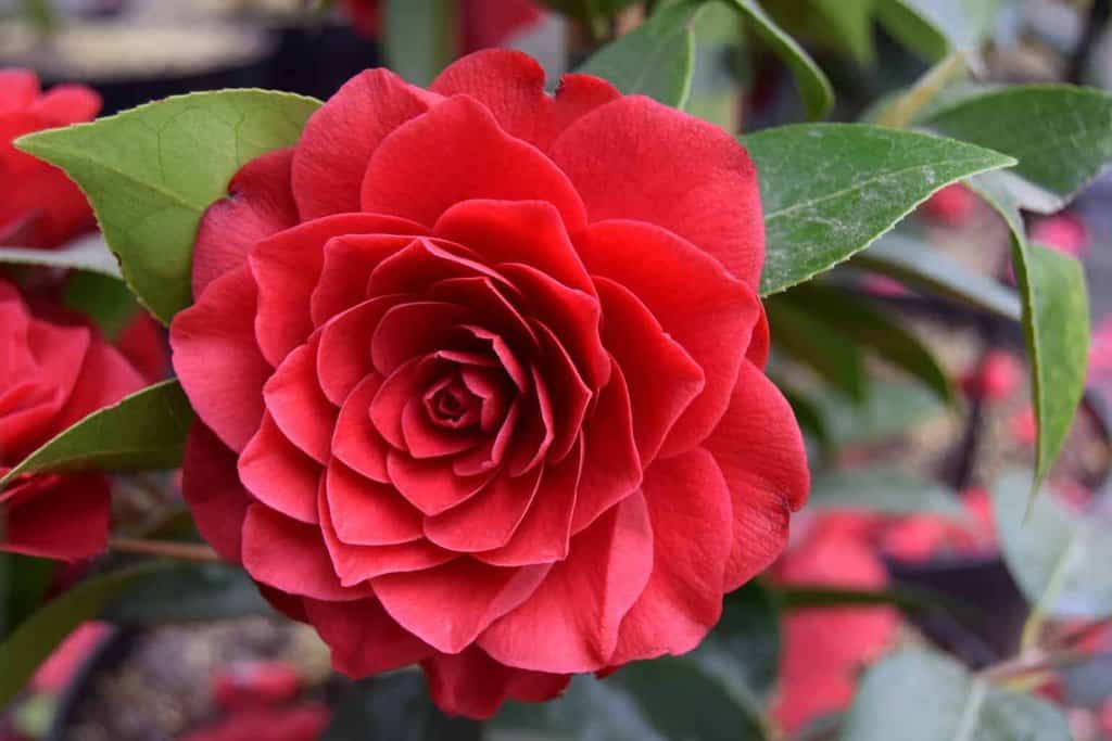 Camellia japonica 'Black Lace' 150-175 cm